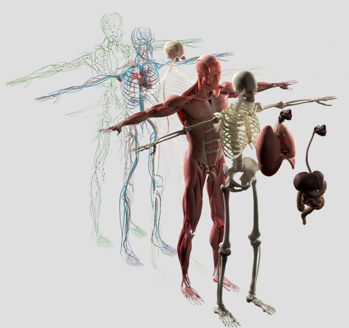Anatomy exploded view.Separate elements muscle,bone,organs,nervous,lymphatic,vascular.